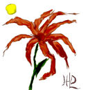the-wax-flower-from-wa
