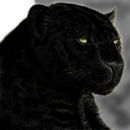 black-panther