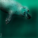 seal