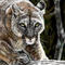 puma by hakan