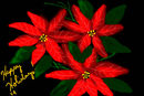 poinsettia