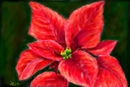 a-red-poinsettia