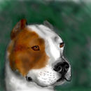 pitbull