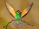 beauty-of-nature