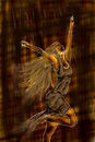 rain-dancer