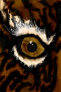 tigers-eye