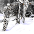 snow-leopard snow-leopard