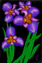 irisi