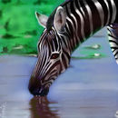 zebra zebra