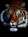 tiger tiger