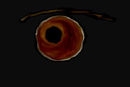 brown-eyes