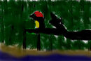 the-bird-loner