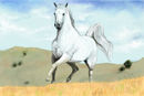 gallop