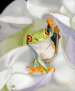 peek-a-boo-frog