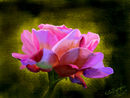 rose-of-life