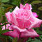 pink-rose by marilens