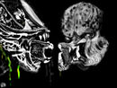 alien-n-predator