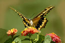 sweet-nectar