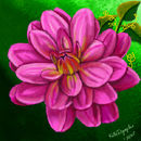 just-a-pink-flower