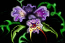 orchid-emperor-brazil