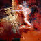 red by dervish