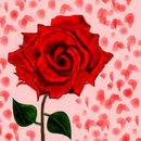 red-rose