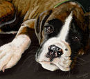 the-boxer
