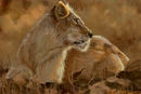 queen-of-the-jungle