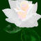 a-white-rose by JoHughes