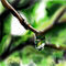 pure-nature by Kyruh