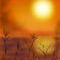 sunset by Selle77