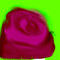 rose2 by naqaila