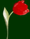 tulip