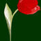 tulip by JoHughes