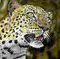 leopard by hakan