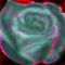 a-different-rose by anamaria