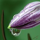 purple-hosta