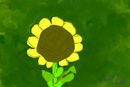 sun-flower
