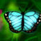 butterfly by twilightwarrior23