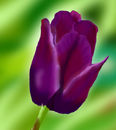 purple-tulip