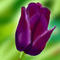 purple-tulip by jamminjesse