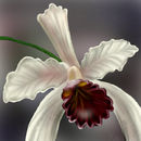orchid